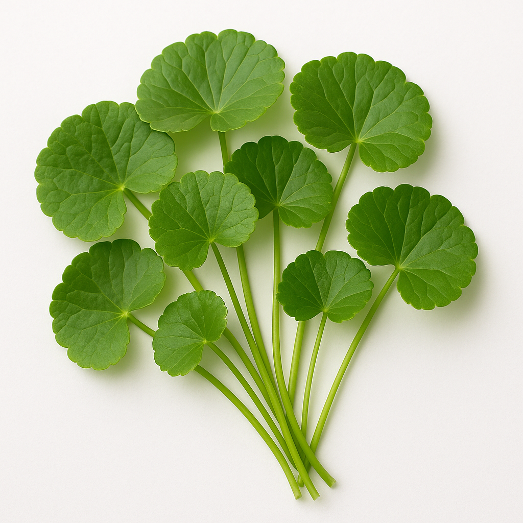 Gotu Kola Sleep Benefits